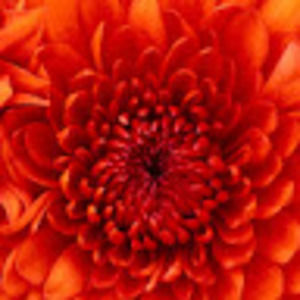 Meet your Posher, Jaisy